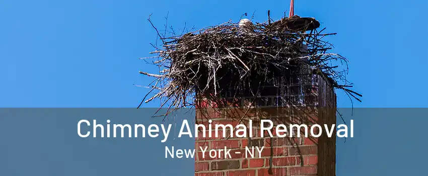 Chimney Animal Removal New York - NY