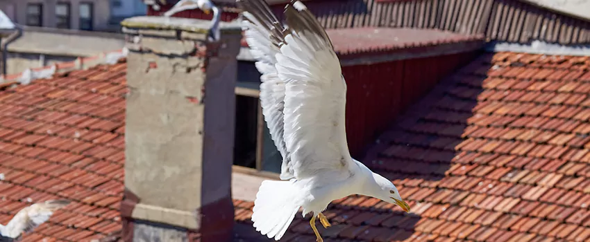 Residential Chimney Animal Removal Solution in New York, NY
