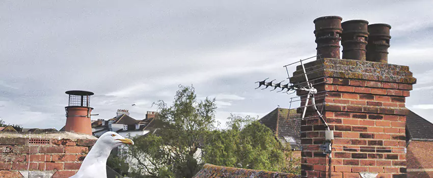 Chimney Cleaning And Restoration in New York, New York
